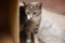 Lovely tricolor ashy kitty peeks out from behind a cardboard box