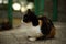 Lovely tricolor cat resting on the stone tiled floor in summer