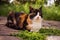 Lovely tricolor cat resting in summer garden near green grass