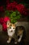 Lovely tricolor kitten among red roses in the garden