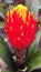 Lovely tropical red and yellow Bromelia flower in bloom