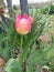 The lovely tulip in spring