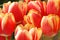 Lovely tulips