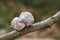 Lovely turtledove. Love birds on the tree. Kiss of birds.