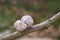 Lovely turtledove. Love birds on the tree. Kiss of birds.