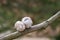 Lovely turtledove. Love birds on the tree. Kiss of birds.