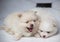 Lovely twin Pomeranian puppies selective focus