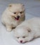 Lovely twin Pomeranian puppies selective focus