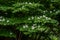 Lovely view of white Kousa Dogwood flowers with lush green leaves in the outdoors