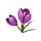 Lovely violet crocus in spring 3d icon illustration logo isolated background transparent png. Generative ai