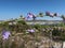 Lovely violet flowers against the Croatian coastline landscape