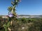 Lovely violet flowers against the Croatian coastline landscape