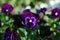 Lovely Violet Purple Spring Garden flowers Pansy Isoalted Sun