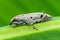 Lovely Weevil Curculionoidea on green leaves - Nature marco photography