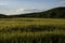 Lovely  wheat fields