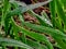 Lovely wheat plants