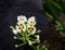 Lovely white Arrowhead flowers with red dot on each petal and yellow stamen.