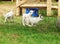 Lovely WHITE baby goat running on grass