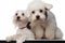 Lovely white bichon couple sitting with paws hanging