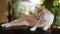 Lovely white and brown cat with sunset. Cute pet relax at home