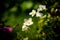 Lovely White Canadian Anemones on a Blurred Garden Background