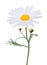 Lovely white Daisy Marguerite isolated on white background.