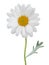 Lovely white Daisy Marguerite isolated on white background, including clipping path.