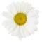 Lovely white Daisy Marguerite isolated on white background, including clipping path