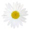 Lovely white Daisy Marguerite isolated on white background, including clipping path