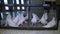 Lovely White doves in a cage, birds in captivity, birds close up, grate for gentle pedigreed pigeons, pigeon, poultry