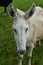 Lovely White Farm Donkey With His Ears Perked