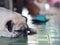 Lovely white fat cute pug face portraits close up lying on the green ceramic tiles floor