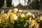 Lovely White Flowers Closeup Landscape