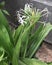 Lovely white flowers and strap-shaped leaves of spider lily plant