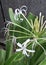 Lovely white flowers and strap-shaped leaves of spider lily plant