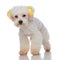 Lovely white furry bichon wearing colorful ears standing