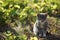 Lovely white gray kitten sitting on a green grass in the garden. Cute domestic animal portrait. Kitty relaxed outdoor