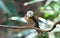 Lovely white head bird Collared Babbler Gampsorhynchus torquatus Hume on branch