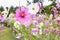 Lovely white and pink flower cosmos cover by rain drop in the fl