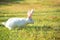 Lovely white rabbit with pink ears on juicy green grass.