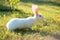 Lovely white rabbit with pink ears walking on juicy green grass.