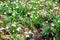 Lovely white spring snowflake flowers leucojum vernum growing in the early spring forest, natural floral seasonal background