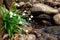 Lovely white spring snowflake flowers leucojum vernum growing in the early spring forest, natural floral seasonal background