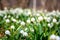 Lovely white spring snowflake flowers leucojum vernum growing in the early spring forest, natural floral seasonal background
