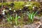 Lovely white spring snowflake flowers leucojum vernum growing in the early spring forest, natural floral seasonal background