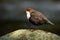 Lovely white-throated dipper sitting stone at sunrise with dark background in shadow