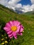 Lovely wild pink daisy in the Caucasian Mountains bloomin during warm summer day.