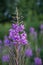 Lovely willow-herb flower on a green meadow