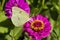 Lovely Yellow Cloudless Sulfur Butterfly on Pink Zinna