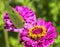 Lovely Yellow Cloudless Sulfur Butterfly on Pink Zinna